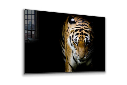 Tiger on Dark View UV Direct Aluminum Print Australian Made Quality