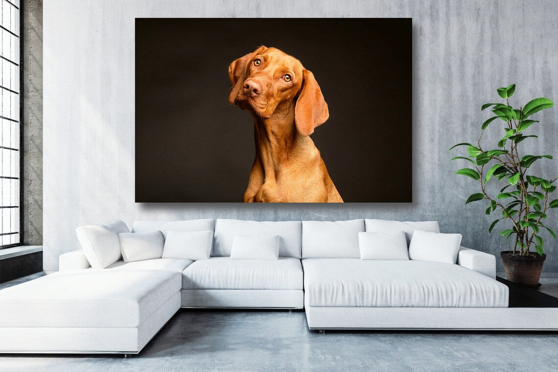 Hungarian Vizsla Acrylic Glass Print Tempered Glass Wall Art 100% Made in Australia Ready to Hang