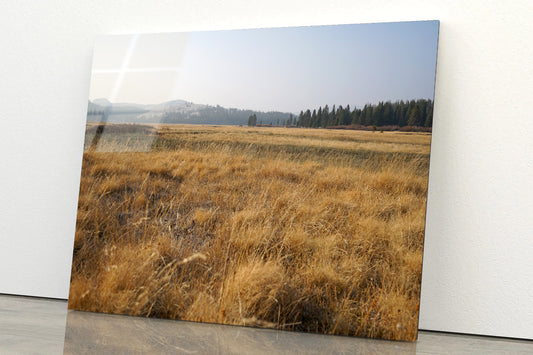 A Field Of Brown Grass with Trees in autumn Acrylic Glass Print Tempered Glass Wall Art 100% Made in Australia Ready to Hang