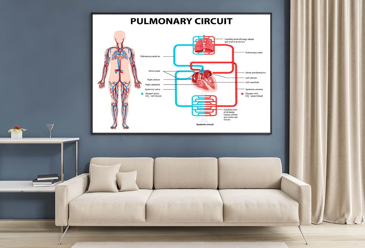 Pulmonary Circuit Diagram Home Decor Premium Quality Poster Print Choose Your Sizes