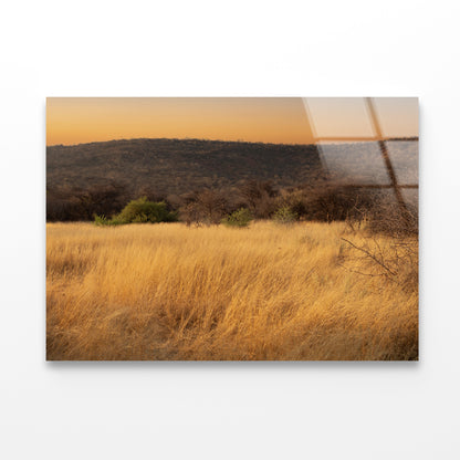 Grassland Glows Golden in the Morning in Namibia Acrylic Glass Print Tempered Glass Wall Art 100% Made in Australia Ready to Hang