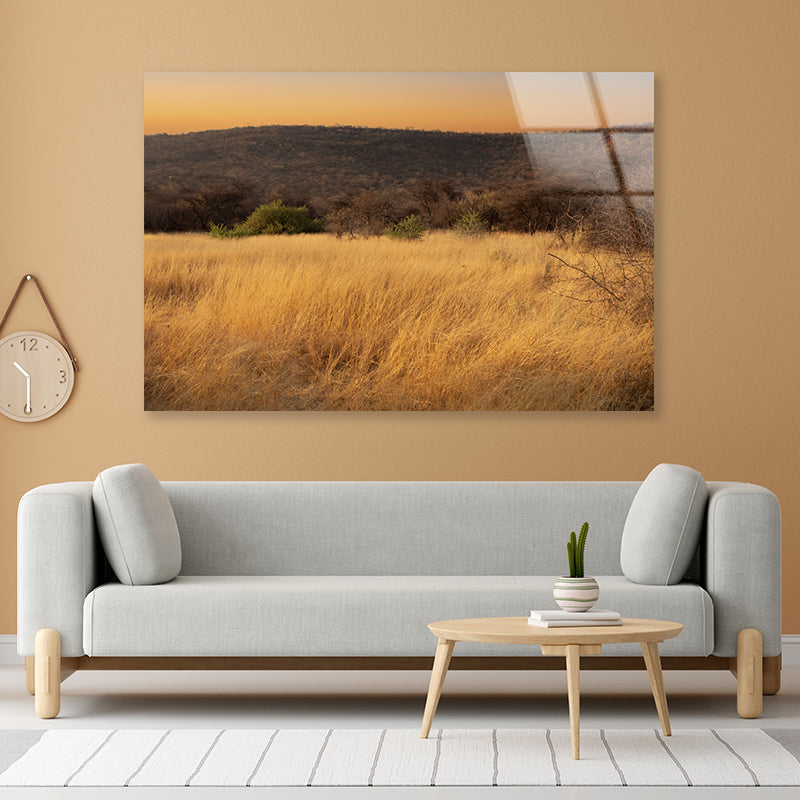 Grassland Glows Golden in the Morning in Namibia Acrylic Glass Print Tempered Glass Wall Art 100% Made in Australia Ready to Hang