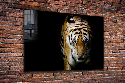 Tiger on Dark View UV Direct Aluminum Print Australian Made Quality