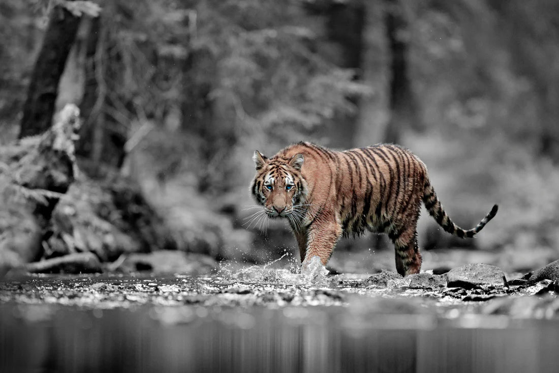 Blue Eye Tiger at Forested River 90x60cm Print 100% Australian Made