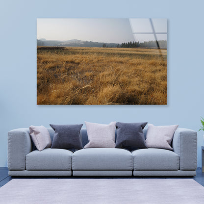 A Field Of Brown Grass with Trees in autumn Acrylic Glass Print Tempered Glass Wall Art 100% Made in Australia Ready to Hang