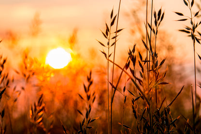 Close Up View of Red Sunrise Field Home Decor Premium Quality Poster Print Choose Your Sizes