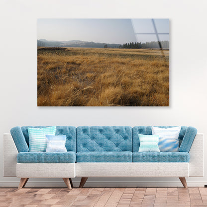 A Field Of Brown Grass with Trees in autumn Acrylic Glass Print Tempered Glass Wall Art 100% Made in Australia Ready to Hang