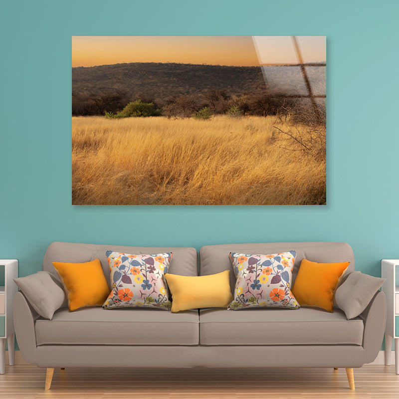 Grassland Glows Golden in the Morning in Namibia Acrylic Glass Print Tempered Glass Wall Art 100% Made in Australia Ready to Hang