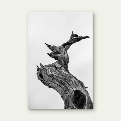 Black and White Photograph of Gnarled Tree Stump 60x90cm Metal Print Ready to Hang