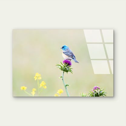 Lazuli Bunting Blue Bird Acrylic Glass Printing Wall Art Australian Made Quality