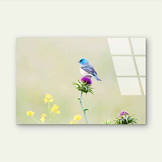Lazuli Bunting Blue Bird Acrylic Glass Printing Wall Art Australian Made Quality