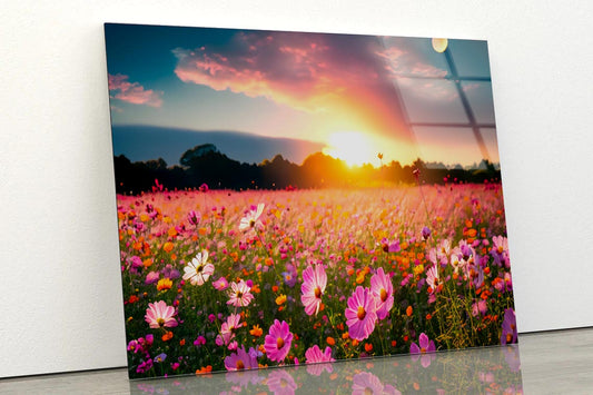 Beautiful and Amazing Cosmos Flower Field in Sunset Acrylic Glass Print Tempered Glass Wall Art 100% Made in Australia Ready to Hang