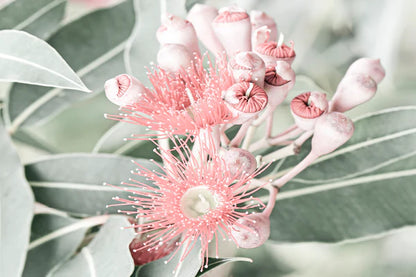 Pink Gum Flower Closeup Faded 90x60cm Print 100% Australian Made