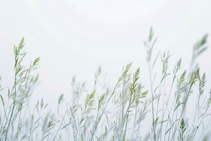 Group of Green Plants Field Home Decor Premium Quality Poster Print Choose Your Sizes - Bella Home Decor