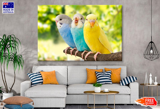 Budgies Are in The Roost on The Green Background  Wall Art Decor 100% Australian Made