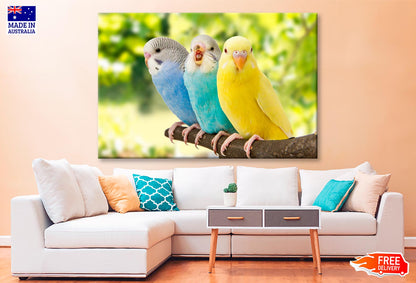 Budgies Are in The Roost on The Green Background  Wall Art Decor 100% Australian Made