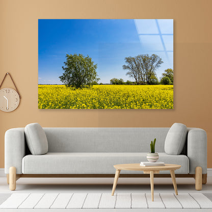 Yellow Canola Field with Trees Acrylic Glass Print Tempered Glass Wall Art 100% Made in Australia Ready to Hang