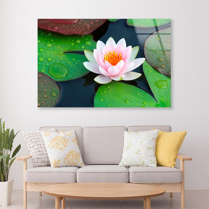 Pink Water Lily in A Pond with Green Leaves Acrylic Glass Print Tempered Glass Wall Art 100% Made in Australia Ready to Hang