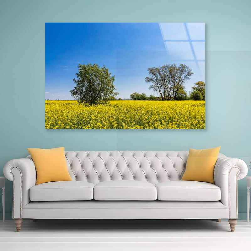 Yellow Canola Field with Trees Acrylic Glass Print Tempered Glass Wall Art 100% Made in Australia Ready to Hang