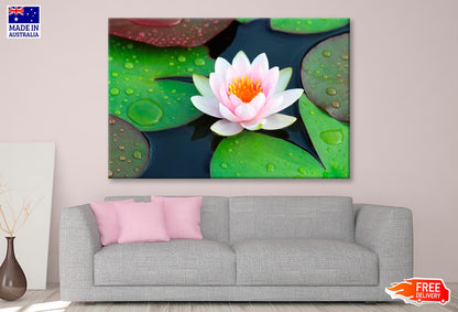 Pink Water Lily in A Pond with Green Leaves Wall Art Decor 100% Australian Made