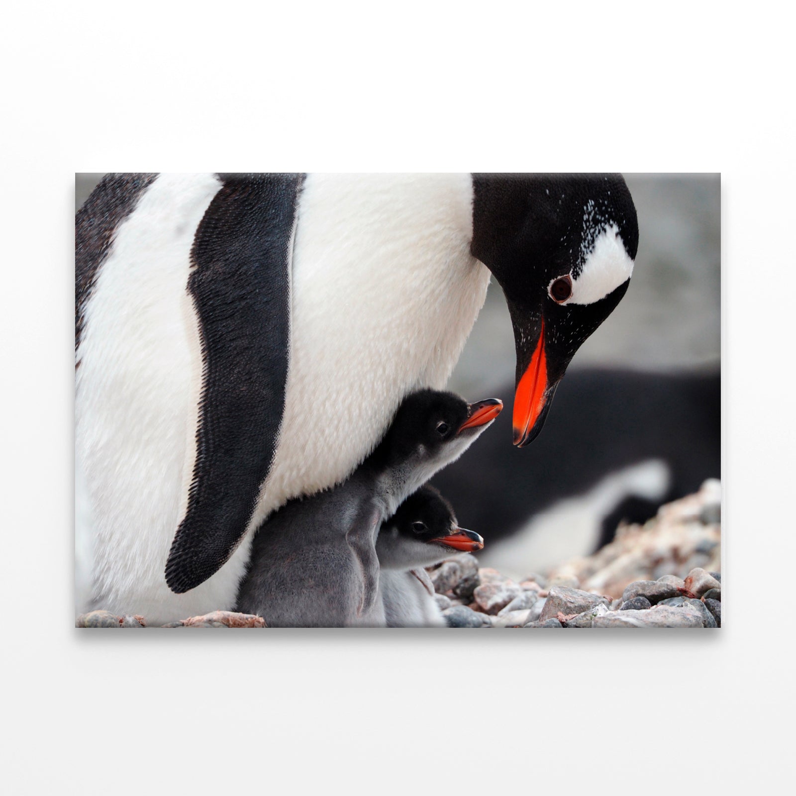 Caring Gentoo Penguin two chicks Wall Art Decor 100% Australian Made - Bella Home Decor