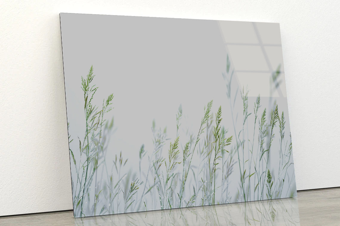 Group of Green Plants Field Acrylic Glass Print Tempered Glass Wall Art 100% Made in Australia Ready to Hang - Bella Home Decor