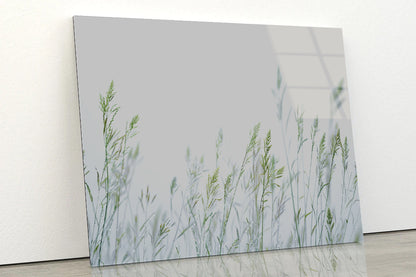 Group of Green Plants Field Acrylic Glass Print Tempered Glass Wall Art 100% Made in Australia Ready to Hang - Bella Home Decor