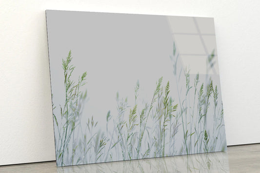 Group of Green Plants Field Acrylic Glass Print Tempered Glass Wall Art 100% Made in Australia Ready to Hang - Bella Home Decor