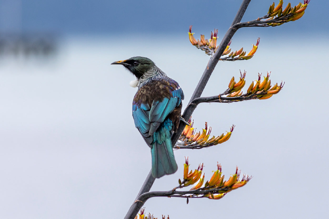 Tui Bird on New Zealand Flax Tree Print 100% Australian Made - Bella Home Decor