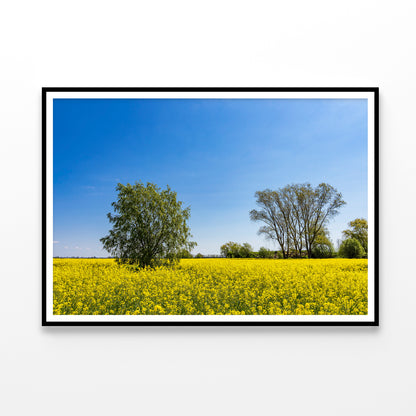 Yellow Canola Field with Trees Home Decor Premium Quality Poster Print Choose Your Sizes