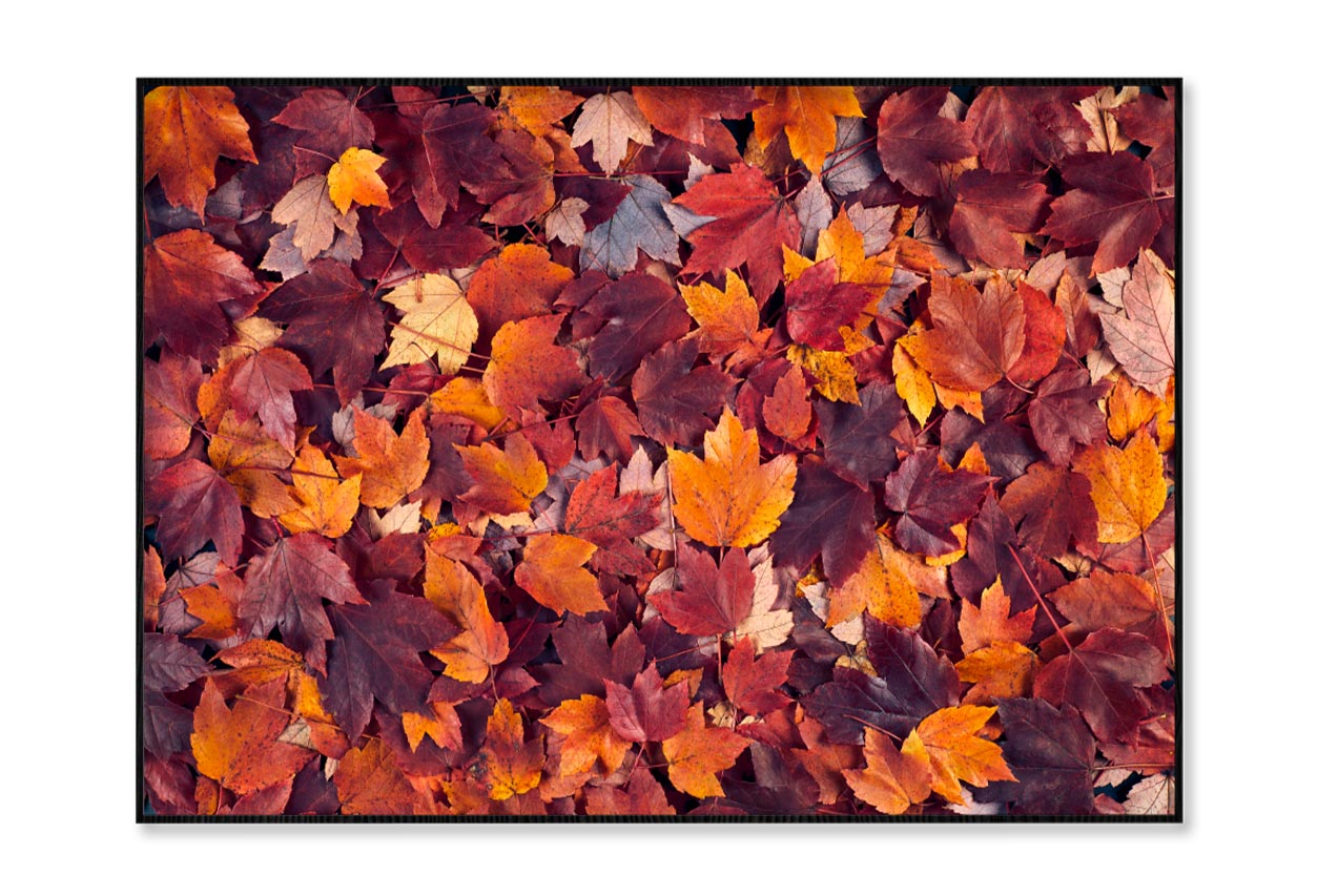 Autumn Leaves Closeup View Home Decor Premium Quality Poster Print Choose Your Sizes