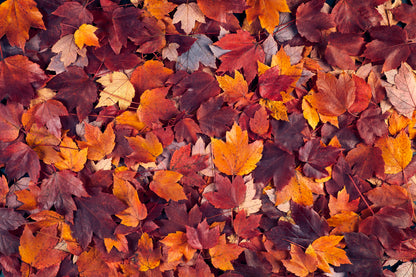 Autumn Leaves Closeup View Wall Art Decor 100% Australian Made - Bella Home Decor