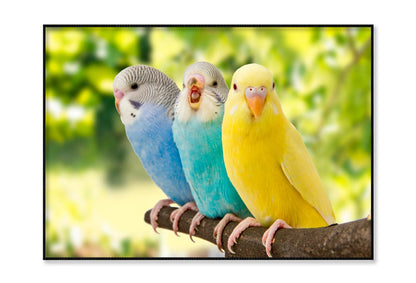 Budgies Are in The Roost on The Green Background Home Decor Premium Quality Poster Print Choose Your Sizes