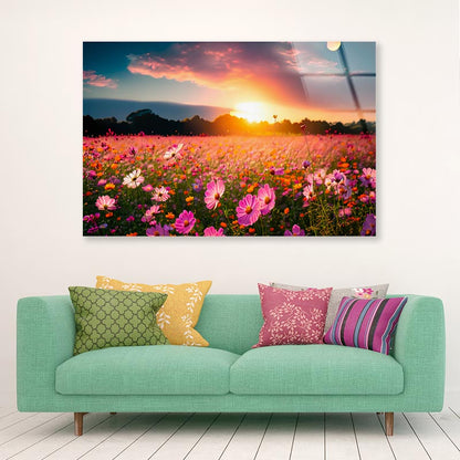 Beautiful and Amazing Cosmos Flower Field in Sunset Acrylic Glass Print Tempered Glass Wall Art 100% Made in Australia Ready to Hang