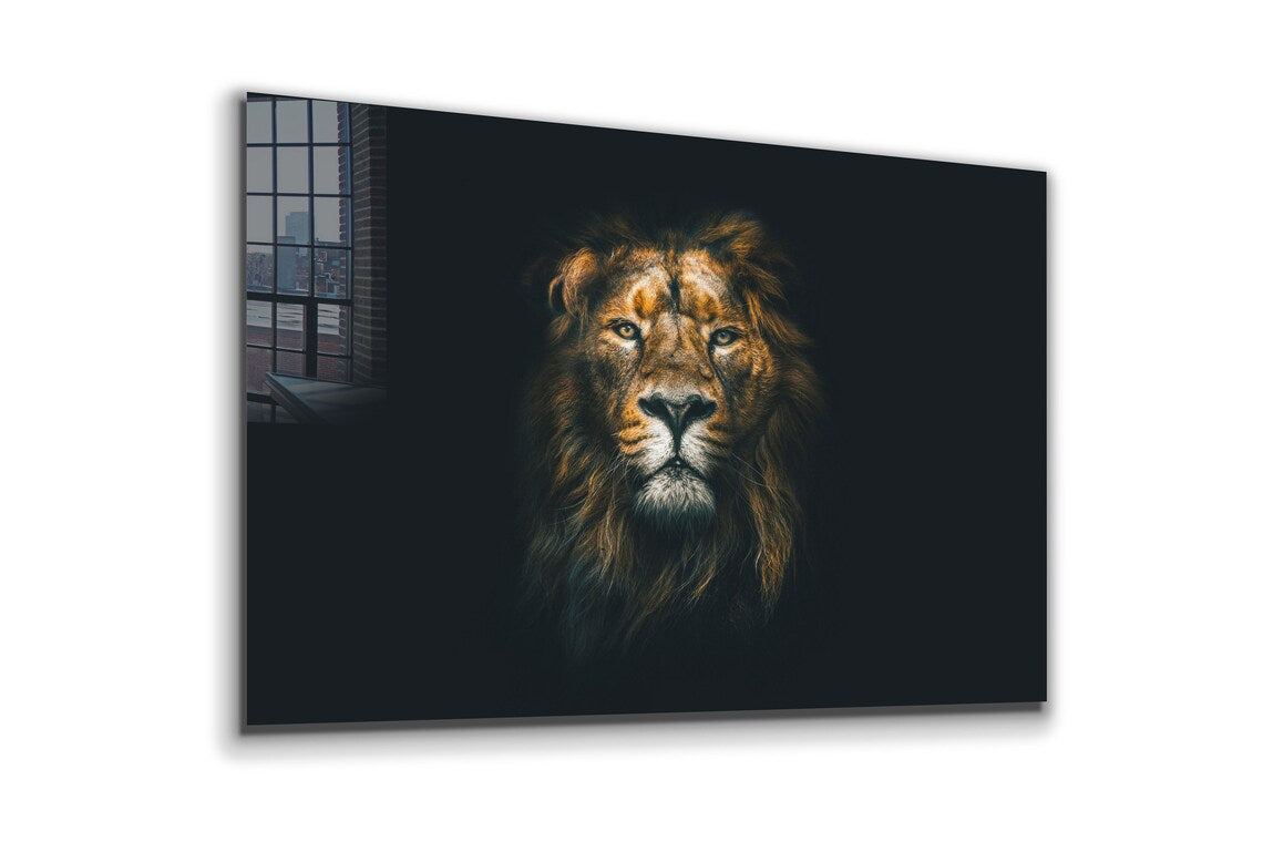 Lion on Dark Closeup UV Direct Aluminum Print Australian Made Quality