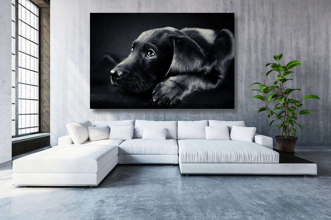 Black Labrador UV Direct Aluminum Print Australian Made Quality