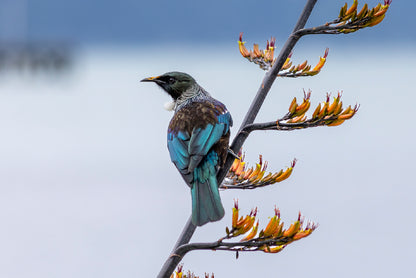 Tui Bird on New Zealand Flax Tree Home Decor Premium Quality Poster Print Choose Your Sizes - Bella Home Decor