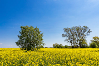 Yellow Canola Field with Trees Print 100% Australian Made