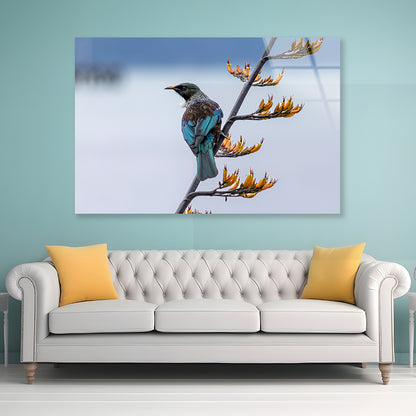 Tui Bird on New Zealand Flax Tree Acrylic Glass Print Tempered Glass Wall Art 100% Made in Australia Ready to Hang - Bella Home Decor