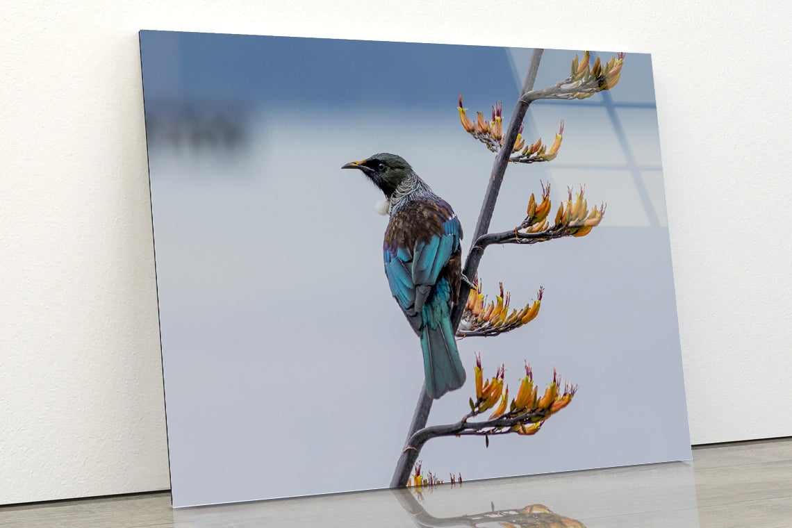 Tui Bird on New Zealand Flax Tree Acrylic Glass Print Tempered Glass Wall Art 100% Made in Australia Ready to Hang - Bella Home Decor
