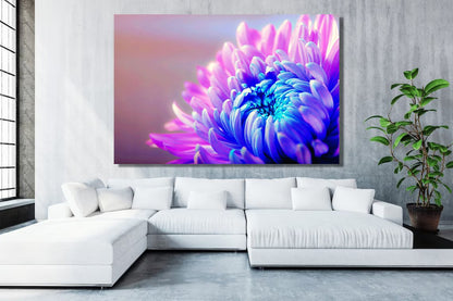 Chrysanthemum Flower Acrylic Glass Print Tempered Glass Wall Art 100% Made in Australia Ready to Hang