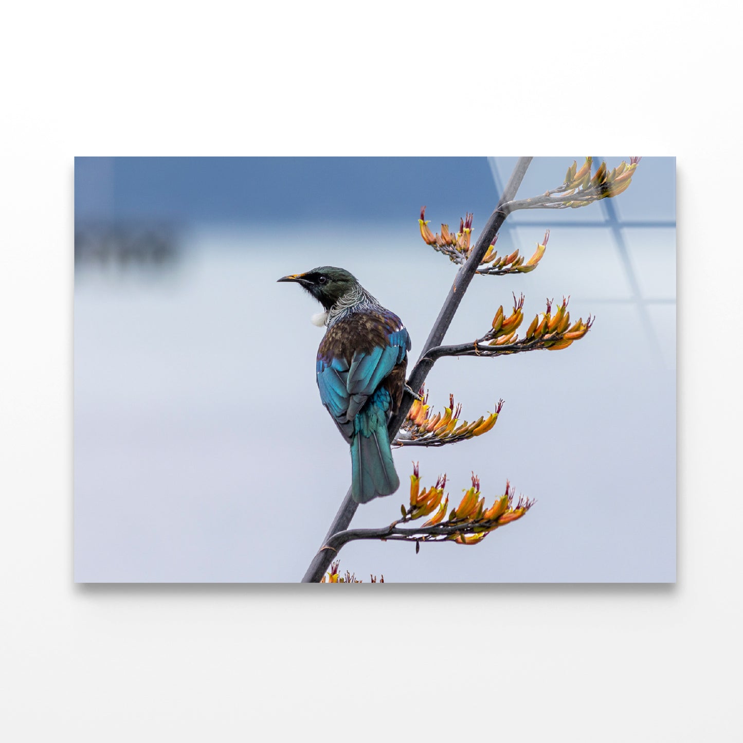 Tui Bird on New Zealand Flax Tree Acrylic Glass Print Tempered Glass Wall Art 100% Made in Australia Ready to Hang - Bella Home Decor