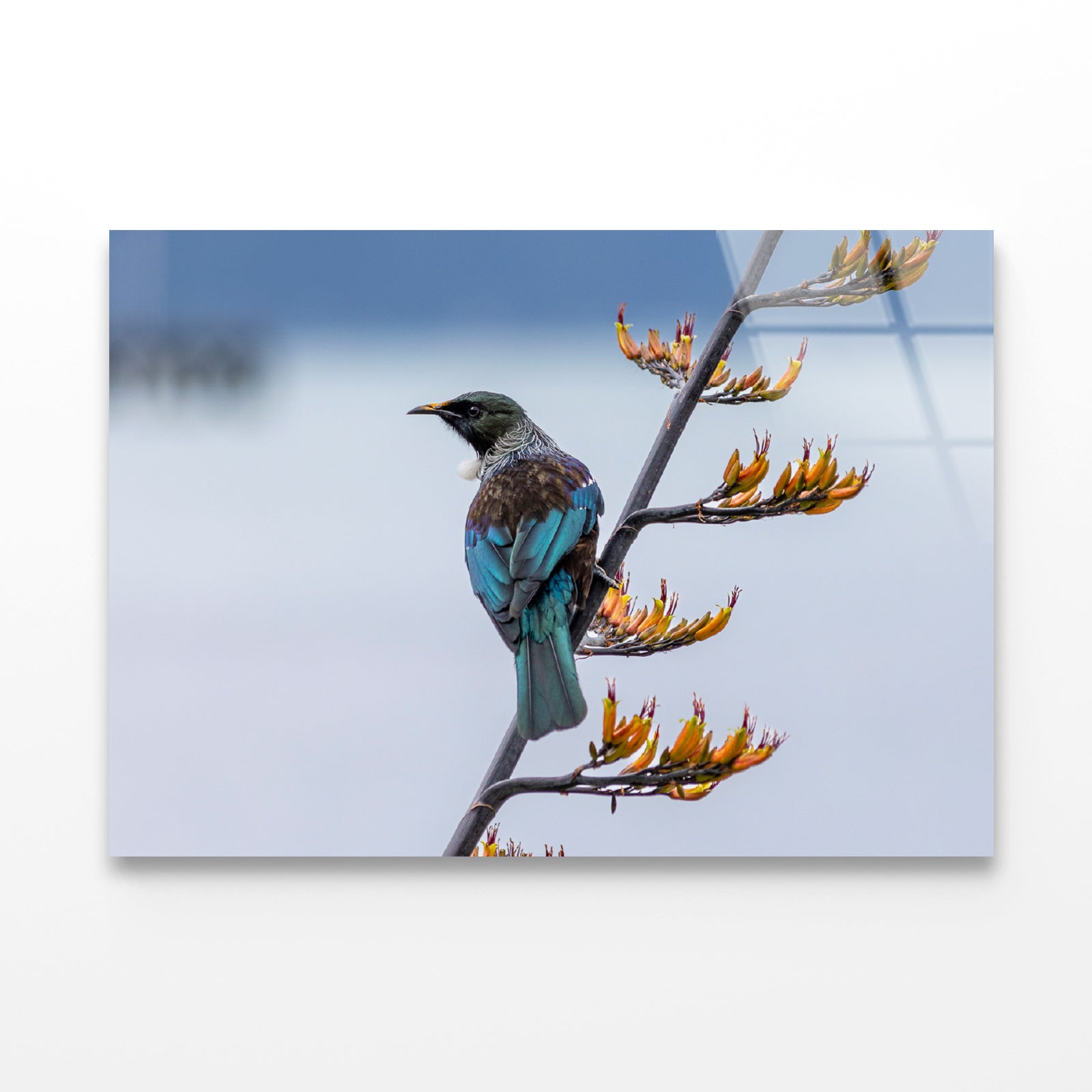 Tui Bird on New Zealand Flax Tree Acrylic Glass Print Tempered Glass Wall Art 100% Made in Australia Ready to Hang - Bella Home Decor