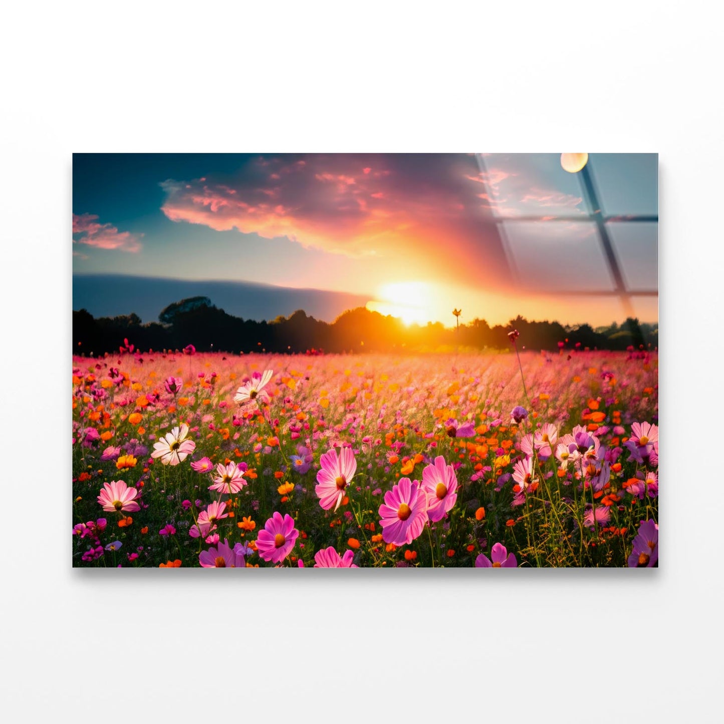 Beautiful and Amazing Cosmos Flower Field in Sunset Acrylic Glass Print Tempered Glass Wall Art 100% Made in Australia Ready to Hang