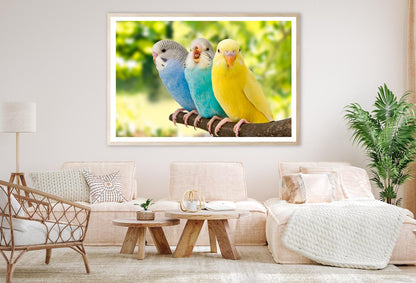 Budgies Are in The Roost on The Green Background Home Decor Premium Quality Poster Print Choose Your Sizes