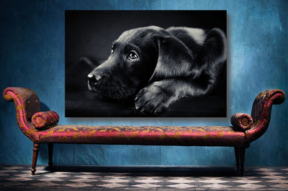 Black Labrador UV Direct Aluminum Print Australian Made Quality