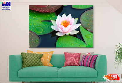 Pink Water Lily in A Pond with Green Leaves Wall Art Decor 100% Australian Made