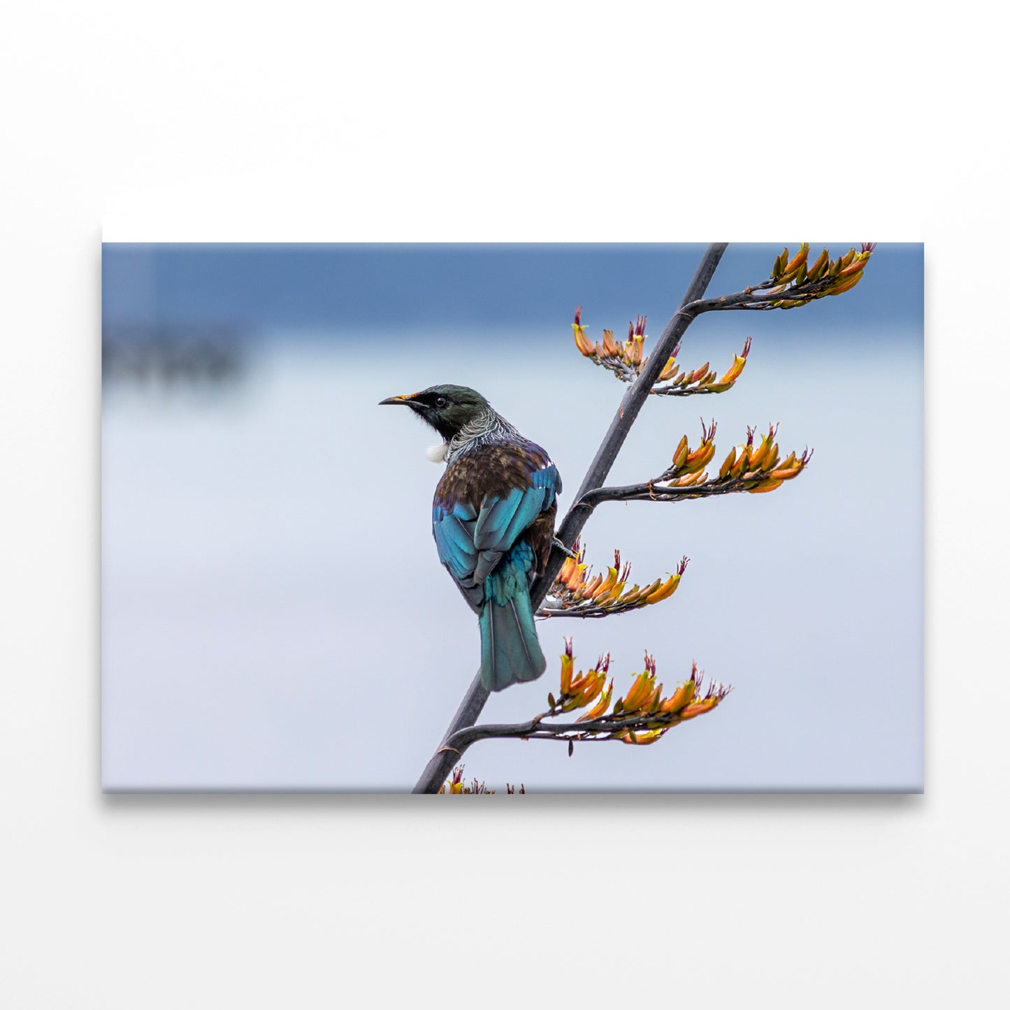 Tui Bird on New Zealand Flax Tree Print 100% Australian Made - Bella Home Decor
