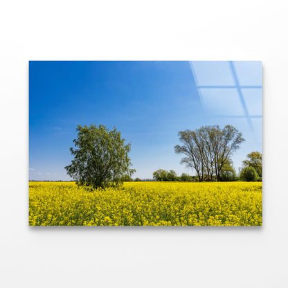 Yellow Canola Field with Trees Acrylic Glass Print Tempered Glass Wall Art 100% Made in Australia Ready to Hang