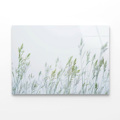 Group of Green Plants Field Acrylic Glass Print Tempered Glass Wall Art 100% Made in Australia Ready to Hang - Bella Home Decor